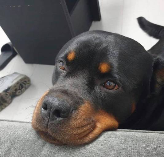 Rottweiler King, eerst Gucci genaamd.