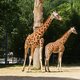 Ook giraf wordt voortaan beschermd