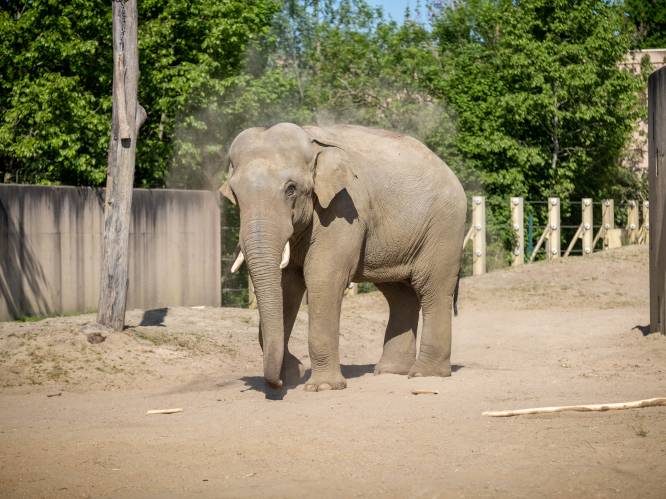 KIJK. ZOO Planckendael viert 15de verjaardag van olifant Kai-Mook