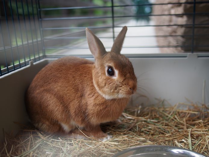 Een nieuwe wet regelt dat dieren vanaf 1 januari 2023 geen pijn of ongemak meer mogen hebben om in een stal, hok of kooi gehouden te kunnen worden.