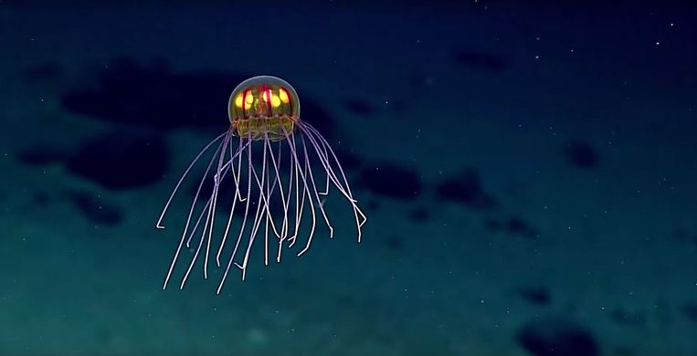 Marianentrog, De Diepste Plek Op Aarde, Geeft Geheimen (Nog) Niet Prijs:  Oceanograaf Verliest Levenswerk