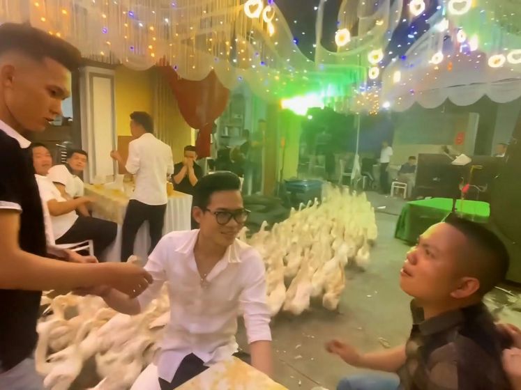 Honderden eenden rennen door trouwlocatie in Hanoi