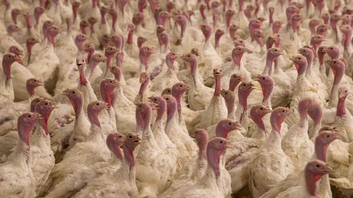 Kalkoenen op een boerderij bij de Veluwe. Dit bedrijf komt niet in dit artikel voor.