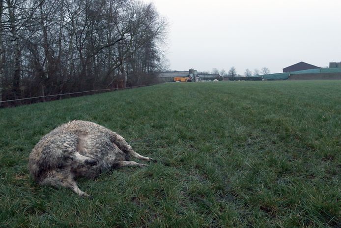 Eén van de gedode schapen.
