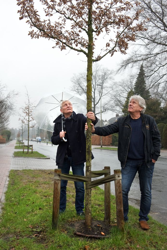 Peter Schouten (r) en Romke van der Wal krijgen hun zin: de in hun ogen onooglijke zomereiken langs de Huijgenslaan worden vervangen door zilveresdoorns.