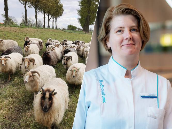 Zorgen om uitbraak Q-koorts op boerderij met ongevaccineerde schapen: ‘Dat zou niet moeten kunnen’