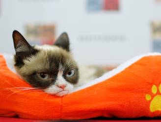 Grumpy Cat heeft net een rechtszaak van 700.000 dollar gewonnen
