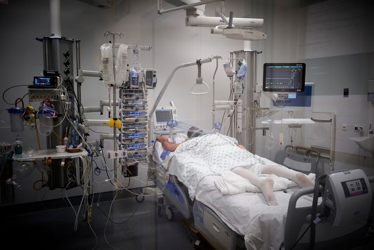 Een Belgische Covid-19-patiënt op de afdeling intensieve zorg. Beeld Photo News