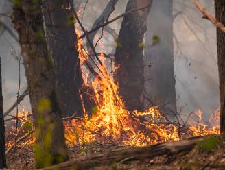 Pneumoloog over gevolgen bosbrand op je gezondheid: “Elke dag blootgesteld worden aan rook van houtkachel is pak ongezonder”