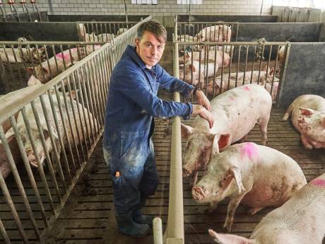 Bijna 90.000 vierkante meter aan varkensstallen verdwijnt: ‘Dat is gigantisch veel’