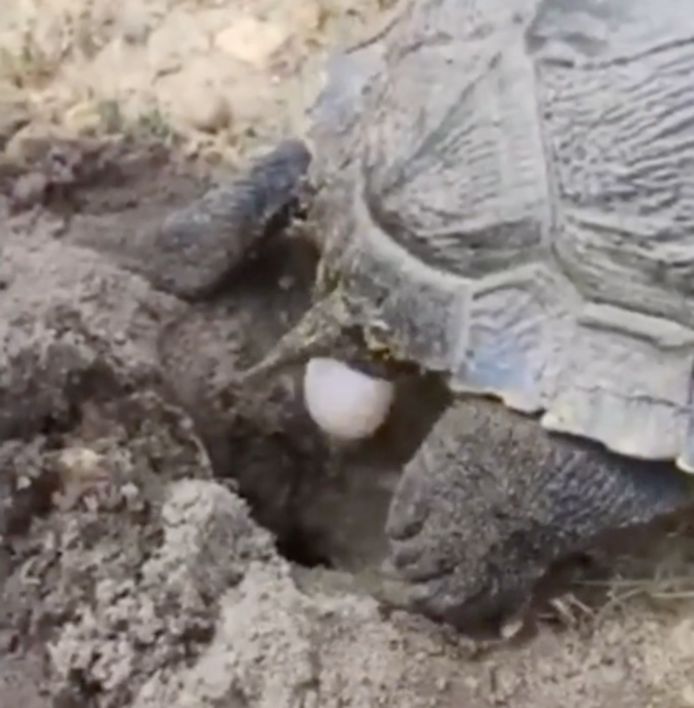 Honderd jaar redactioneel compenseren Grote schildpad legt eieren in Genks natuurgebied: “Mooie beelden, maar  niet goed dat ze er zit” | Genk | hln.be