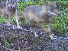 De wolf verkent de Veluwe: ‘Gelderland moet rekenen op uitbreiding leefgebied’