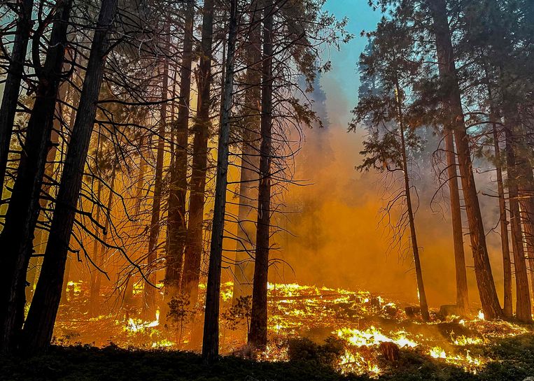 Brand in het Yosemite National Park. Beeld AFP