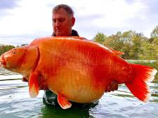 L'un des plus grands poissons rouges du monde pêché dans un lac français