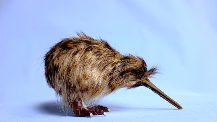 Le Kiwi De Nouvelle Zélande Peut être Originaire Daustralie