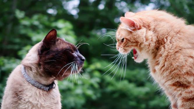 Hebben je katten plots ruzie? Expert legt uit hoe dat komt en wat je eraan kunt doen: “Laat ze het vooral niet uitvechten”