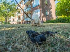 Zo hoog is de hondenbelasting in de gemeente Tilburg