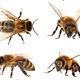 Laatste loodjes: 'Het belang van bijen'