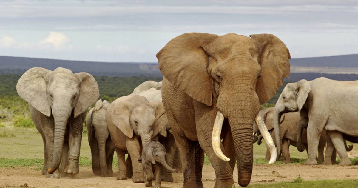wwf dringend actie nodig om uitsterven afrikaanse olifant te voorkomen brussels airport draaischijf ivoorhandel dieren hln be