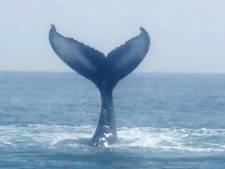 Une baleine amicale vient saluer des chercheurs dans la Manche