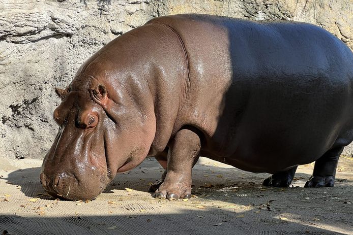 “Gen-chan”, een 12-jarig nijlpaard in de Tennoji Zoo in Osaka. Het 12-jarige nijlpaard dat in 2017 op vijfjarige leeftijd vanuit een dierentuin in Mexico naar Osaka kwam en waarvan werd aangenomen dat het een mannetje was, bleek na een DNA-test een vrouwtje te zijn, aldus de dierentuin in het westen van Japan.