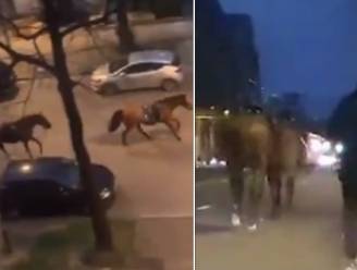 Straffe beelden na interventie in Ter Kamerenbos: politiepaarden galopperen zonder ruiter terug naar kazerne