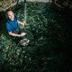 De duurzaamste vis ter wereld wordt gekweekt in Kruishoutem