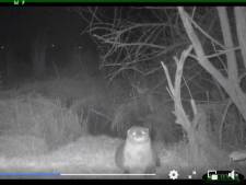 Otter vastgelegd op wildcamera in De Biesbosch: ‘Eindelijk!’