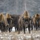 Europese hekken tegen mensen belemmeren ook dieren, en dat is mogelijk in strijd met Europese regels