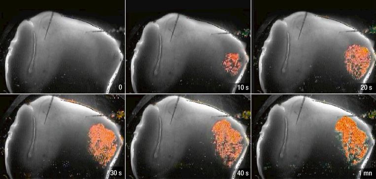 null Beeld Science&Vie