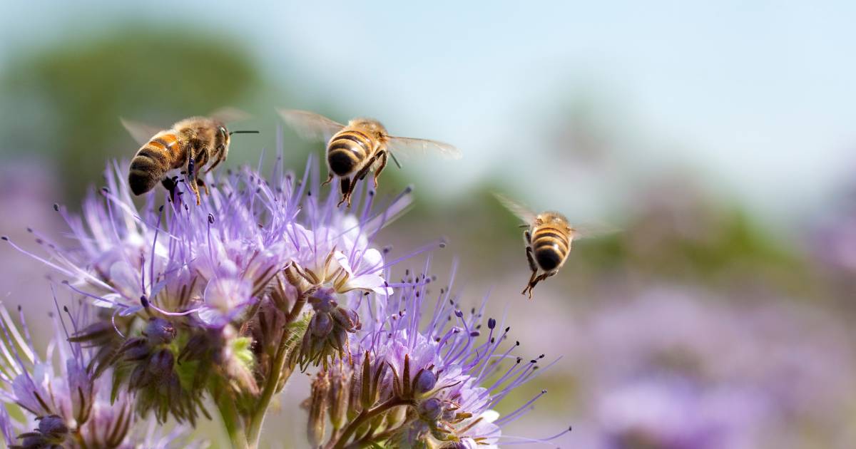 Winter mortality among bees in Flanders is increasing |  the animals