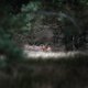 Moeflon onmisbaar op de Veluwe? Dat is onzin