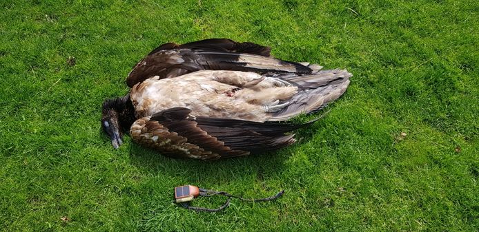 De overleden gier met naast hem de gps-zender.