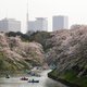 Nooit eerder in 1200 jaar bloeide de kersenbloesem in Japan zo vroeg