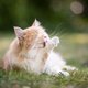 Dierenartsen waarschuwen: pas op met groene aanslagreiniger
