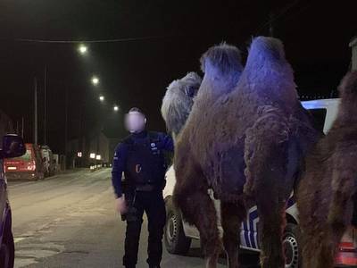 Politie van Doornik zoekt eigenaar van twee kamelen en één dromedaris