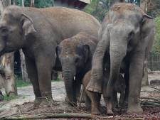 Honderden handtekeningen ten spijt: de webcam bij de olifanten is nu écht uit