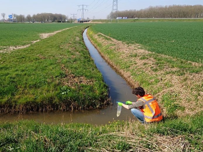 Medewerker van Arcadis zoekt in het buitengebied van Made naar DNA van de grote modderkruiper in sloten langs het toekomstige tracé van de 380 kV-hoogspanningsleiding.