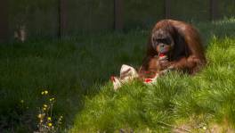 Deze orang-oetan is niet van plan zijn eten te delen!