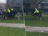 Agressieve hond bijt paard Londense politie en wil niet loslaten