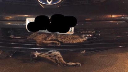 Aangereden lynx overleeft 80 kilometer achter grille
