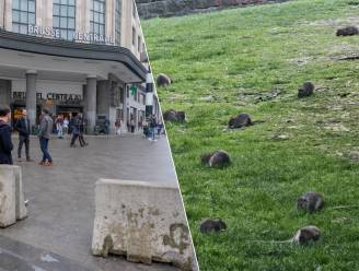 KIJK. Rattenplaag in hoofdstad teistert nu ook buurt rond Brussel-Centraal, expert reageert: “Een gewone vuilniszak is al een goudmijn voor die beesten”
