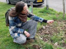 Plukroute in Dukenburg begint weer te groeien: ‘Gratis gezond eten’