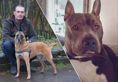Hondenexpert na aanval op peutertje (1,5): “Als bij ons in het asiel een gezin een stafford wil, zeg ik nee”