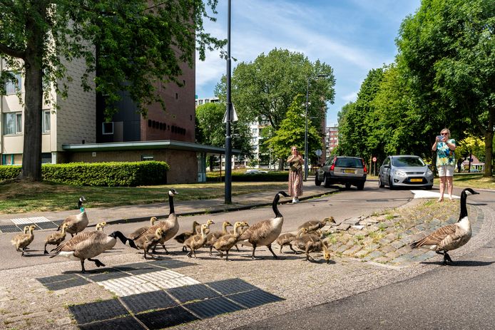 Ganzenfamilies steken de Klokkenlaan over op Hambaken in Den Bosch.