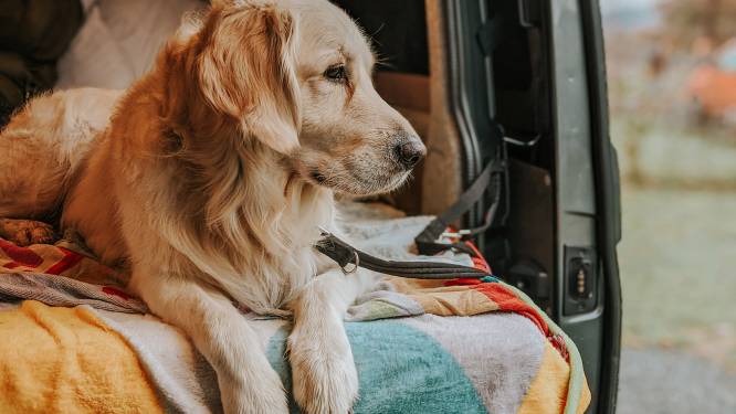Camperonderzoek 2022: dit is de ideale hond voor een kampeervakantie