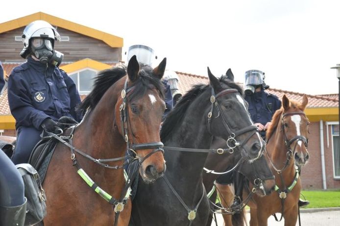 In Politie te paard gaat het niet alleen om actie. Ook grappige en aandoenlijke momenten komen in beeld. foto GPD