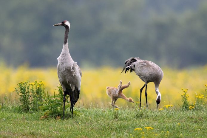 Een kraanvogelfamilie op pad. Met een beetje geluk broedt deze inheemse vogel straks ook in Zeeland.