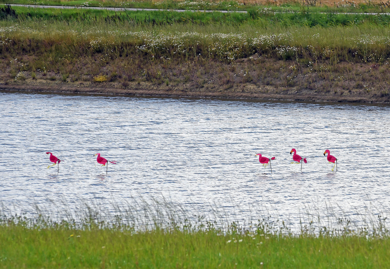 'Flamingo's'  langs de weg, net voorbij de Sluiskiltunnel.