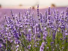 ‘Lavendel is een plant die vaak teleurstelt’